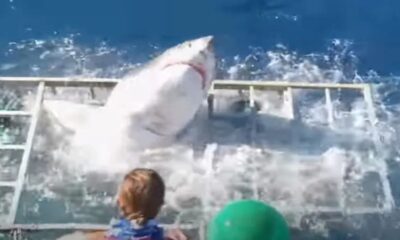 Video flagra tubarao branco invadindo gaiola com mergulhador – Imagens