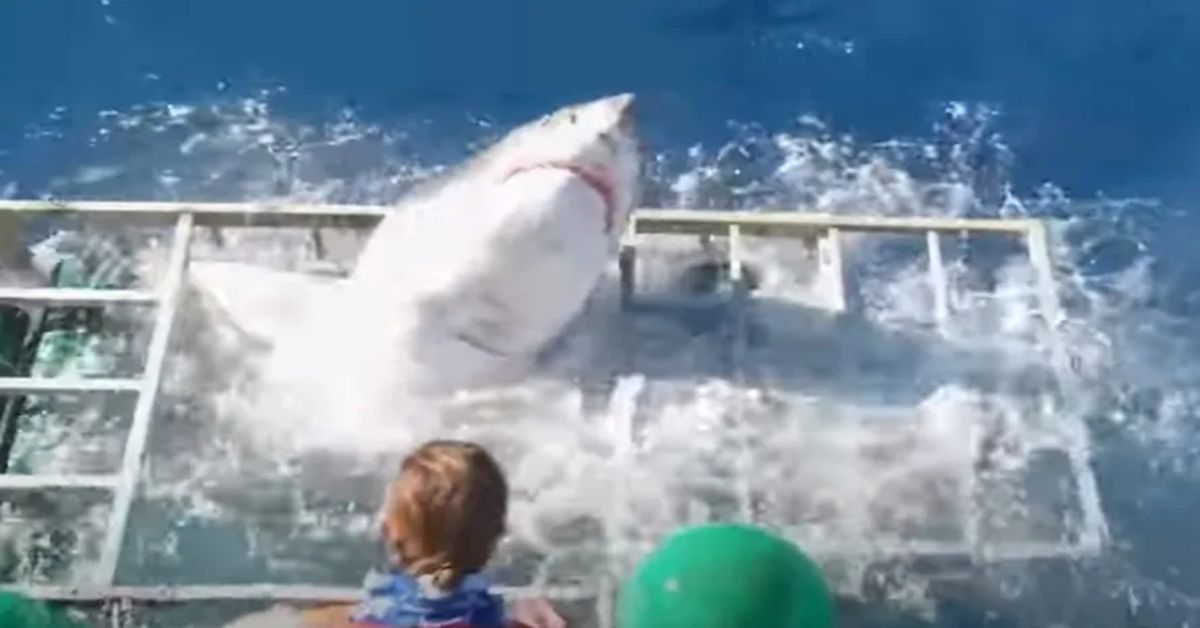 Vídeo flagra tubarão branco invadindo gaiola com mergulhador – Imagens assustadoras viralizam 31 Video flagra tubarao branco invadindo gaiola com mergulhador – Imagens