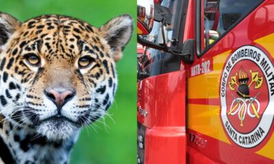 Bombeiros de SC se mobilizam para resgatar onca e acabam