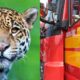 Bombeiros de SC se mobilizam para resgatar onca e acabam