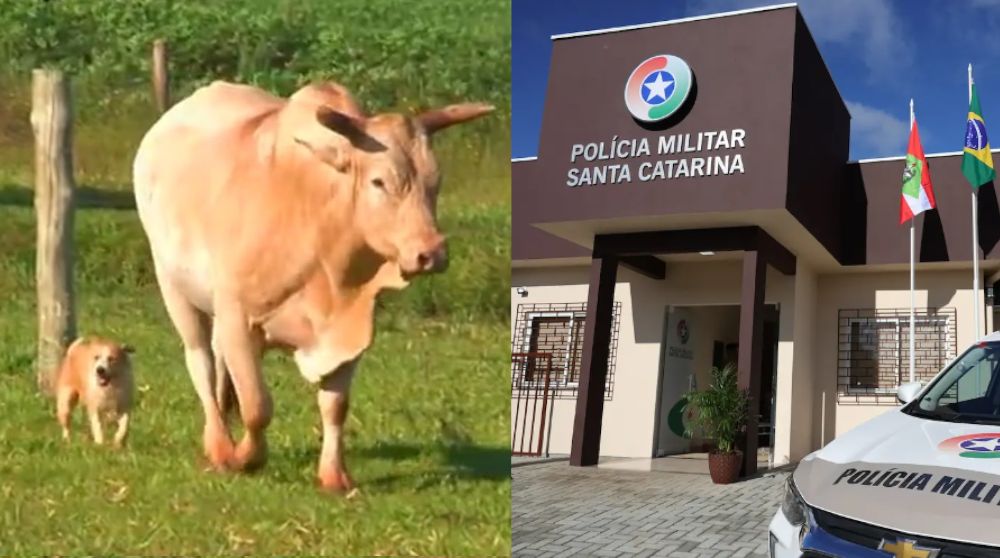 Como uma mordida de um cachorro no boi do vizinho levou a polícia a descobrir uma série crimes absurdos 31 Como uma mordida de um cachorro no boi do vizinho