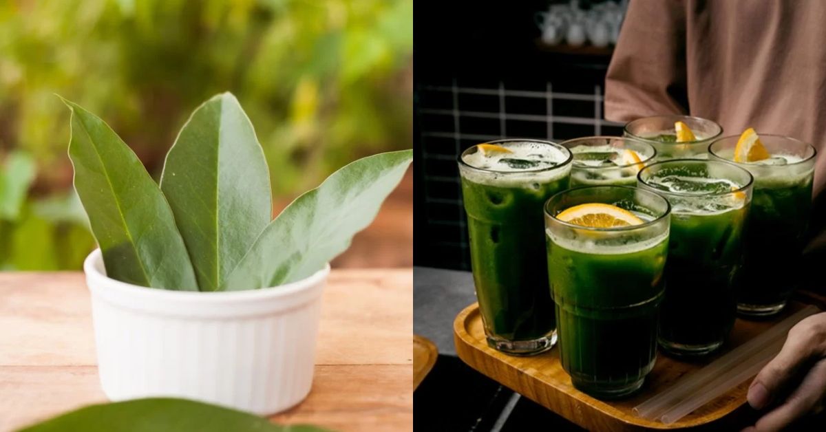 aprenda a fazer suco de ora-pro-nóbis com limão e conheça seus benefícios 30 aprenda a fazer suco de ora pro nobis com limao e conheca