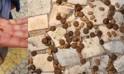 Em racao destinada a caes de rua moradores denunciam que