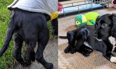 cadelinha que nasceu com 6 pernas e 2 uteros deve