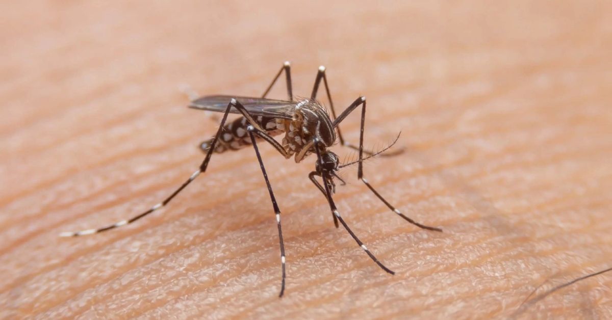 conheça sintomas da forma mais grave da doença 31 conheca sintomas da forma mais grave da doenca