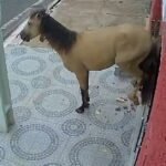 cavalo solto quebra porta de consultorio dentista no Piaui