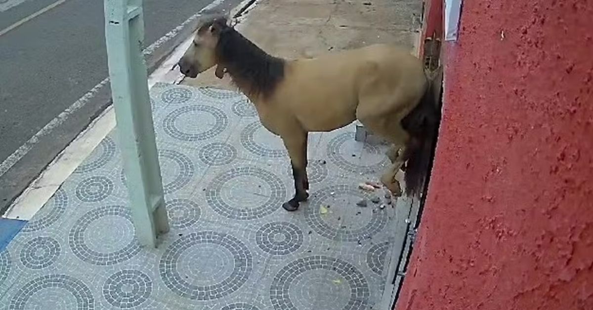 cavalo solto quebra porta de consultorio dentista no Piaui