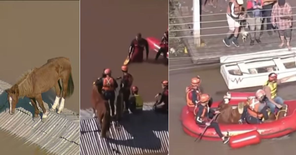 Cavalo ilhado em telhado é resgatado em bote pelo exército; vídeo mostra momentos de tensão 31 Cavalo ilhado em telhado e resgatado em bote pelo