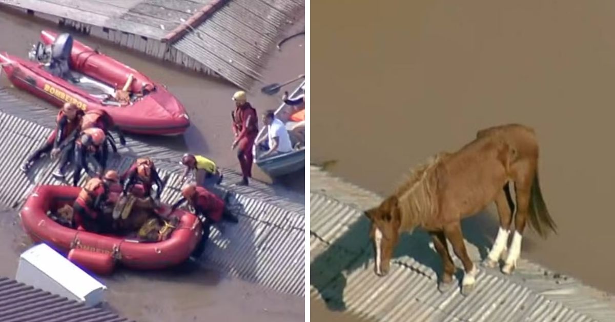Chega notícia sobre o cavalo ilhado em telhado no RS, situação comoveu o país 31 Chega noticia sobre o cavalo ilhado em telhado no RS