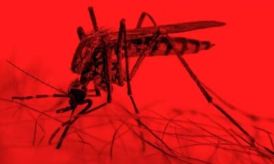 Circulacao do virus Mayaro em humanos e confirmada no PR