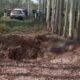 Policia encontra mais tres corpos enterrados em plantacao de eucaliptos