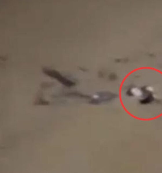 SC Video mostra mulher agarrada em troco enquanto e levada