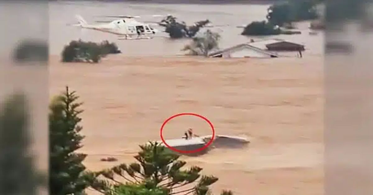 Vídeo flagra momento desesperador em que helicóptero tenta resgatar família e cachorrinho, mas infelizmente a casa desaba – Imagens viralizam 31 Video flagra momento desesperador em que helicoptero tenta resgatar familia