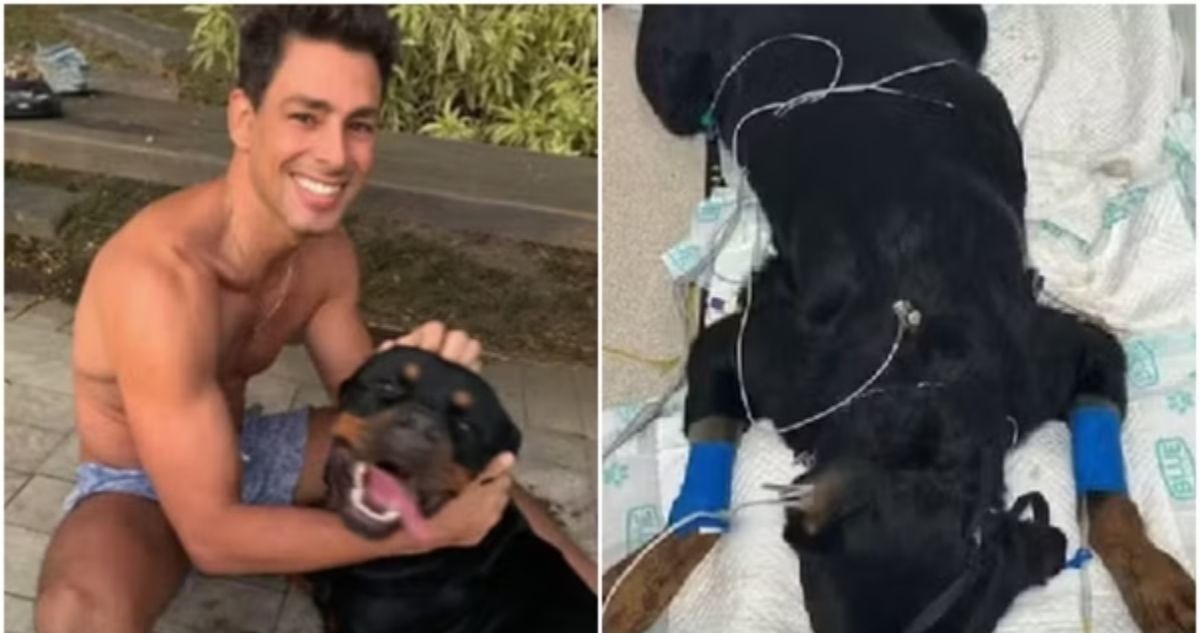 Apos perder um pet Caua Reymond detalha estado de saude