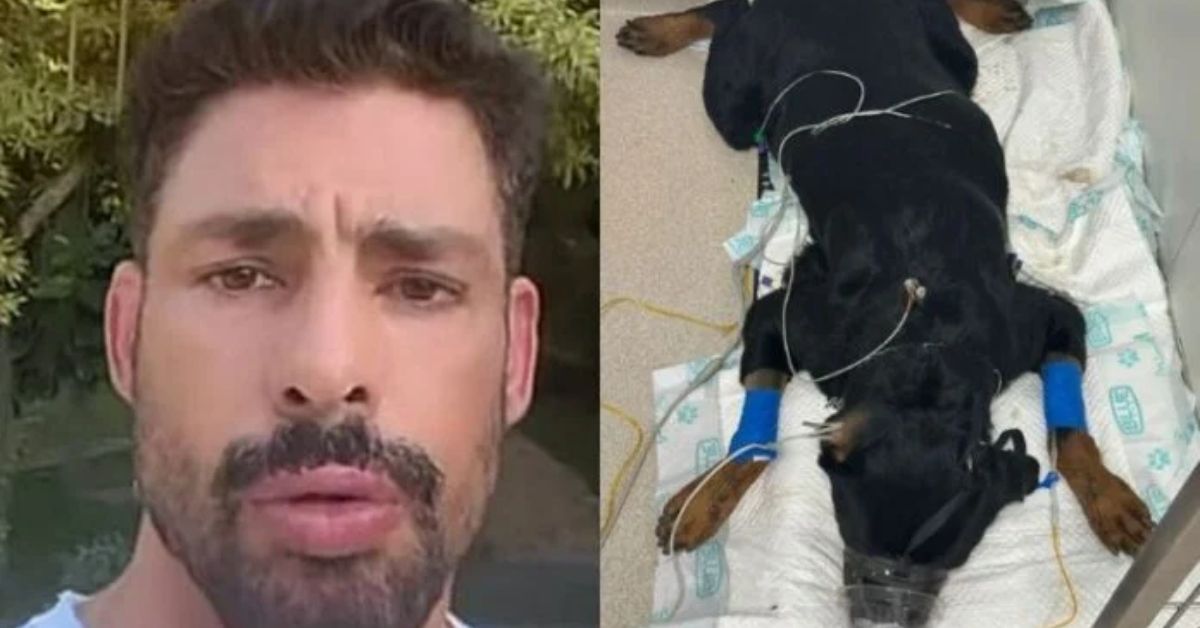 Cauã Reymond fica abalado ao descobrir que seus cachorros foram envenenados: 'Beira da morte' 31 Caua Reymond fica abalado ao descobrir que seus cachorros foram