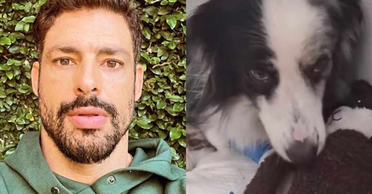 Cauã Reymond surpreende ao mostrar atual situação de sua cachorra que sobreviveu ao envenenamento 31 Caua Reymond surpreende ao mostrar atual situacao de sua cachorra