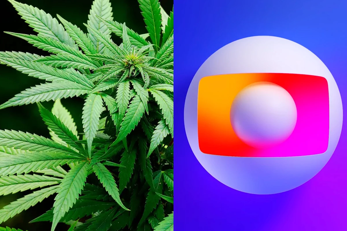 Legalização da maconha é defendida na Globo, ao vivo: ‘É a minha opinião’ 33 Legalizacao da maconha e defendida na Globo ao vivo ‘E