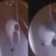Video — camera mostra ultimos momentos de vida de ator