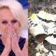 Ana Maria diz a verdade apos tragedia de Vinhedo e