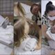Video mostra momento em que Maria Alice e Maria Flor