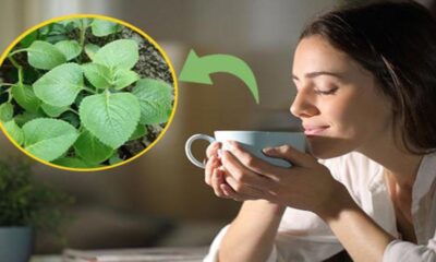Cha dessa planta poderosa e anti inflamatorio ajuda na digestao e