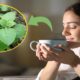 Cha dessa planta poderosa e anti inflamatorio ajuda na digestao e
