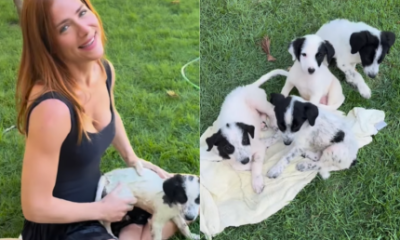 Giovanna Ewbank e familia resgatam cachorros abandonados na estrada do