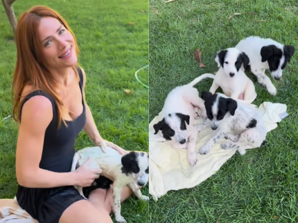 Giovanna Ewbank e familia resgatam cachorros abandonados na estrada do