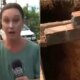 Video cinegrafista do SBT cai em buraco durante reportagem ao
