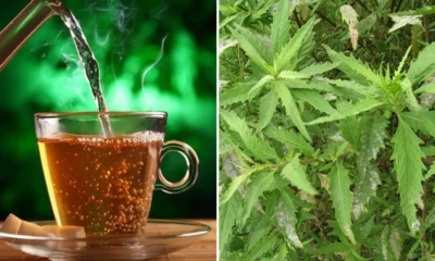 Conheca o cha anti inflamatorio que reduz gases e combate