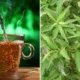 Conheca o cha anti inflamatorio que reduz gases e combate