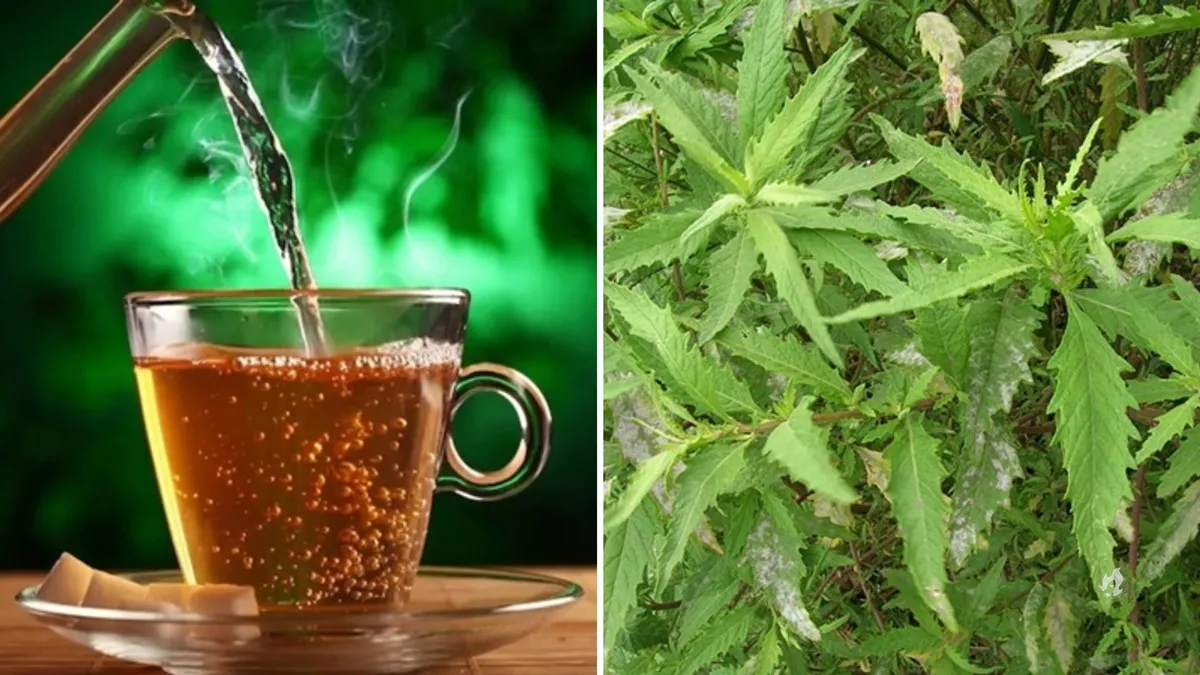 Conheca o cha anti inflamatorio que reduz gases e combate