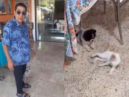 Gata de Zeca Pagodinho desaparece e ele faz apelo nas redes: “Minha branca sumiu” 31 Gata de Zeca Pagodinho desaparece e ele faz apelo nas