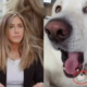 Opa Jennifer Aniston compartilha numero de celular em rede social
