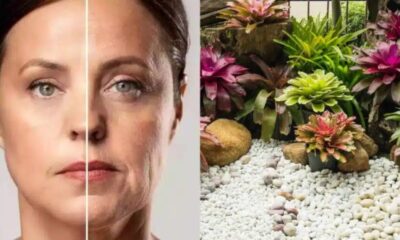 Tonico caseiro com uma planta medicinal elimina manchas acnes e