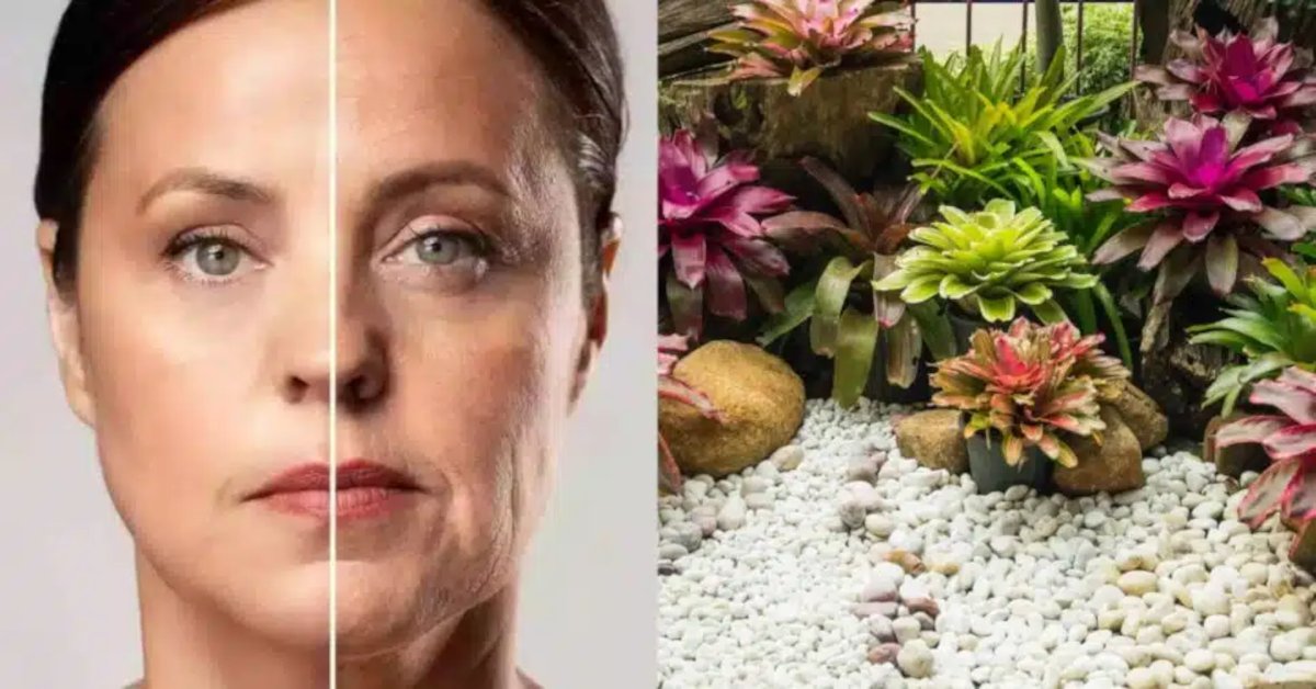 Tônico caseiro, com uma planta 'medicinal', elimina manchas, acnes e flacidez do rosto, deixando sua pele como porcelana 31 Tonico caseiro com uma planta medicinal elimina manchas acnes e