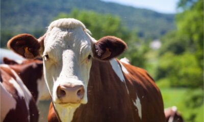 Famosa atriz da Globo e atropelada por uma vaca e