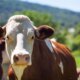 Famosa atriz da Globo e atropelada por uma vaca e