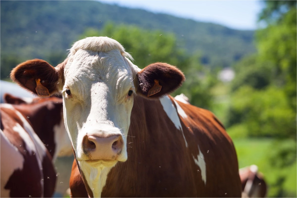 Famosa atriz da Globo é atropelada por uma vaca e vai parar na cadeira de rodas 33 Famosa atriz da Globo e atropelada por uma vaca e