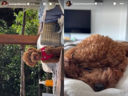 João Guilherme e Marquezine postam foto do cão que adotaram juntos, um após o outro 31 Joao Guilherme e Marquezine postam foto do cao que adotaram