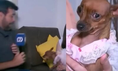 Pinscher furiosa ataca jornalista da Record e video mostra ciumes