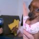 Pinscher furiosa ataca jornalista da Record e video mostra ciumes