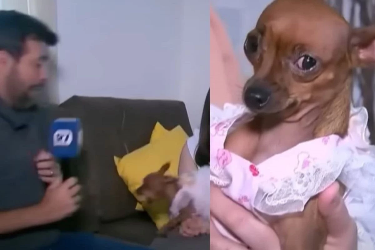 Pinscher furiosa ataca jornalista da Record e video mostra ciumes