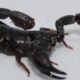 Substancia encontrada em veneno de escorpiao da Amazonia pode combater