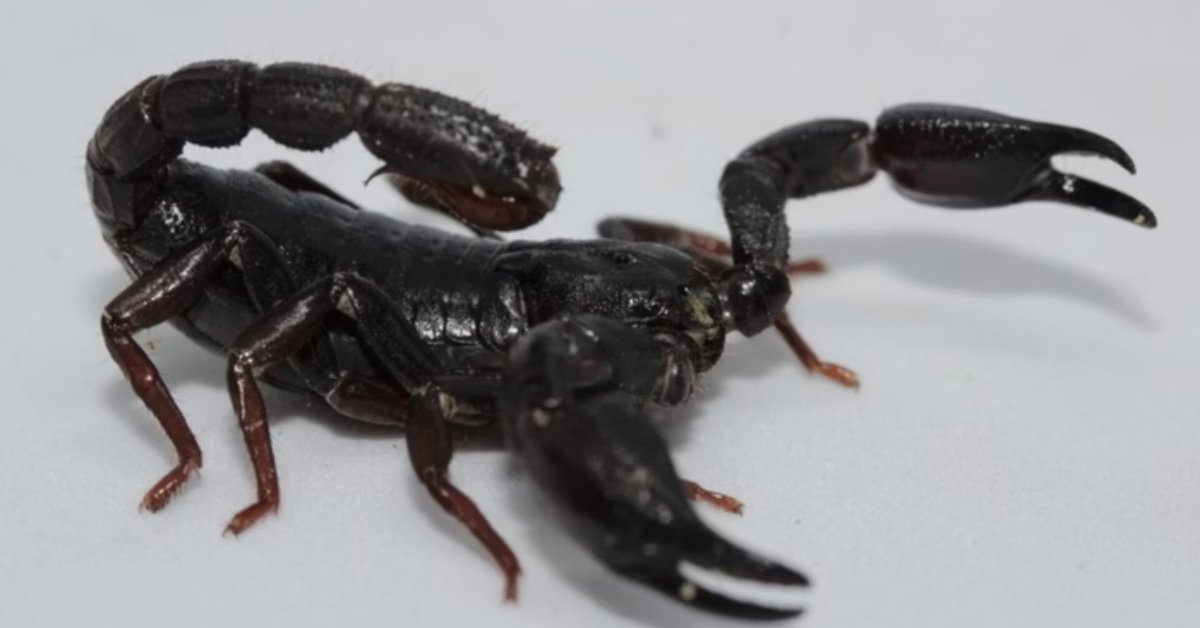 Substância encontrada em veneno de escorpião da Amazônia pode combater o câncer de mama 31 Substancia encontrada em veneno de escorpiao da Amazonia pode combater