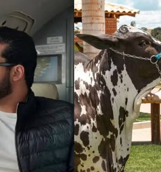 vaca de R 2 milhoes jatinho e caches invejaveis