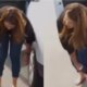 Video formigas atacam reporter do SBT ao vivo e imagens