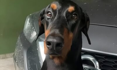 Cachorrinho de cantor morre devido aos fogos durante comemoracao de