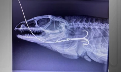 Maior lagarto do Brasil morre apos ser resgatado com.webp