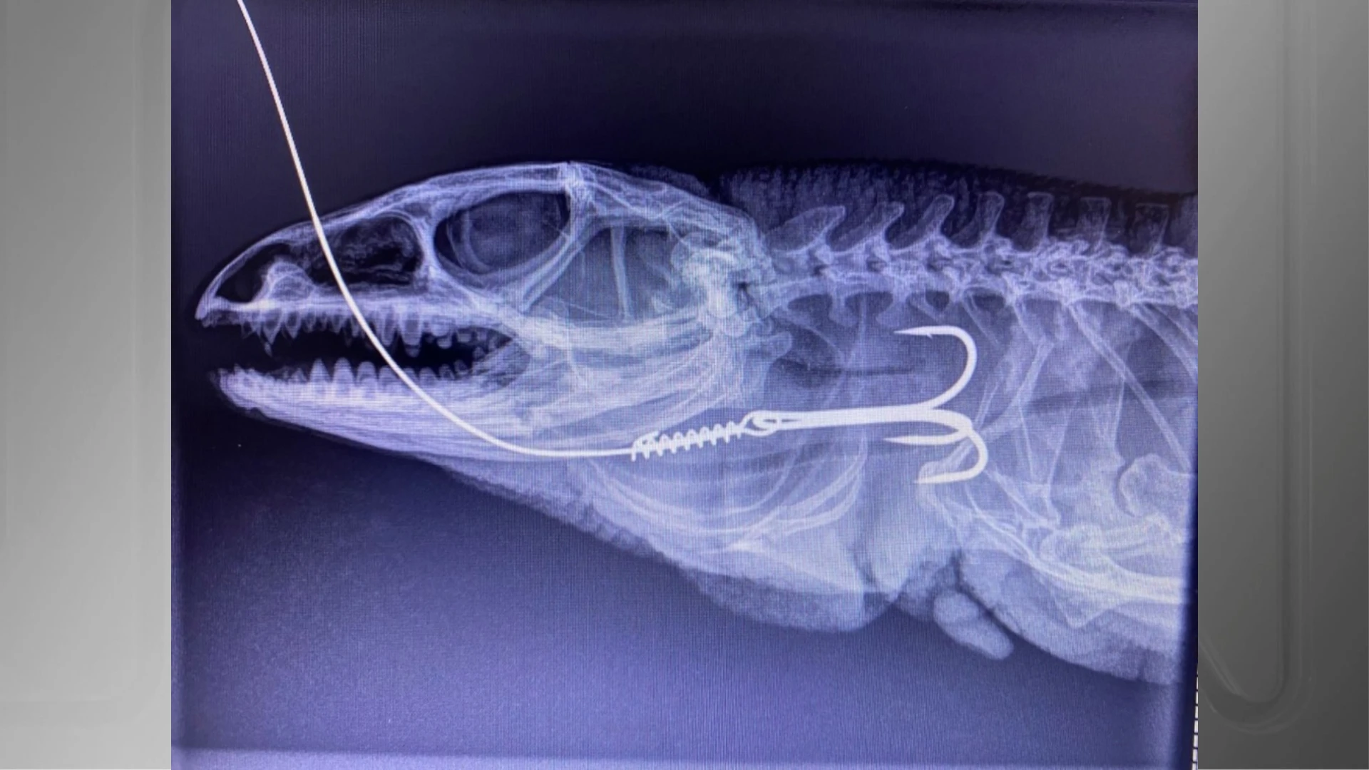 Maior lagarto do Brasil morre apos ser resgatado com.webp